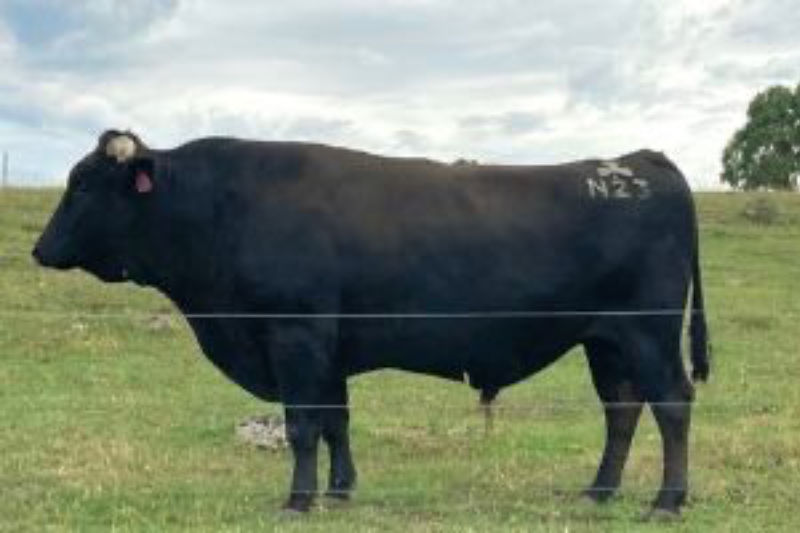 Lisheen N23 (LSHFN00023)