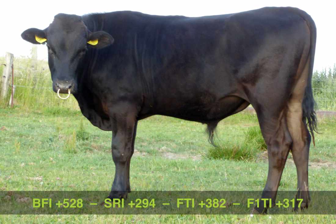 Fullblood Wagyu Sperma/semen: SHIGERUKI 2