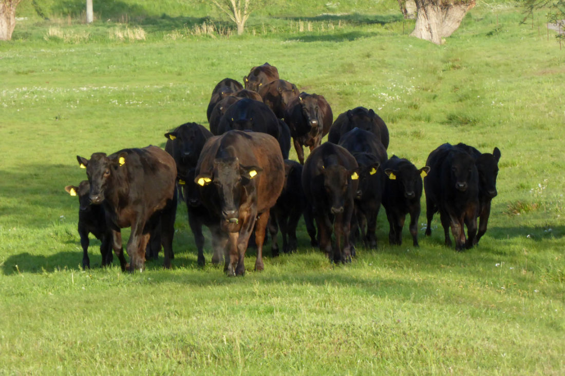 10 weibliche fullblood Wagyu Jungrinder